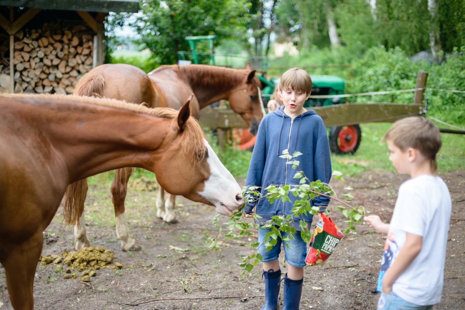 Zwei Jungen füttern zwei fuchsfarbene Pferde auf einem eingezäunten Gelände