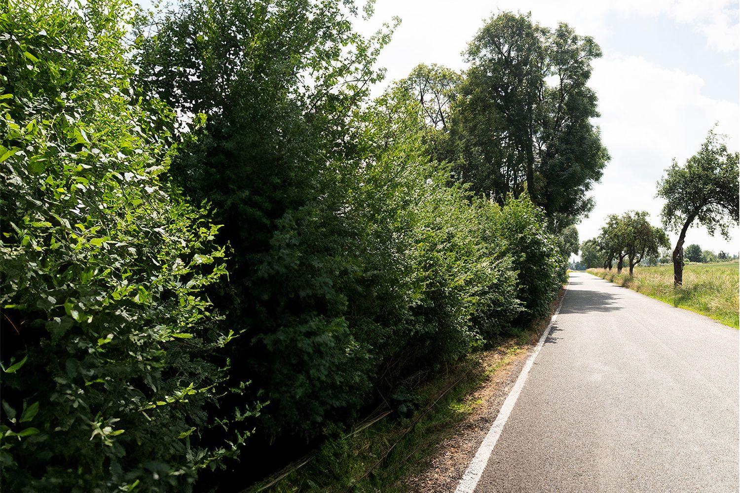 Straße, links davon Büsche und Bäume, rechts kleine Bäume und Feld