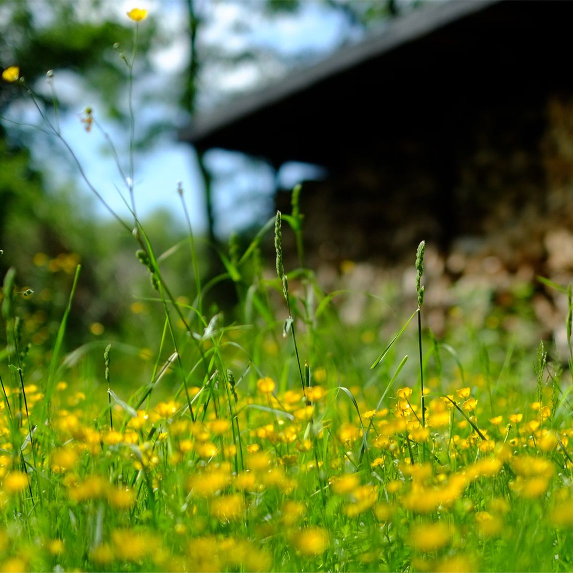 Garten mit grüner Wiese und wilden Blumen