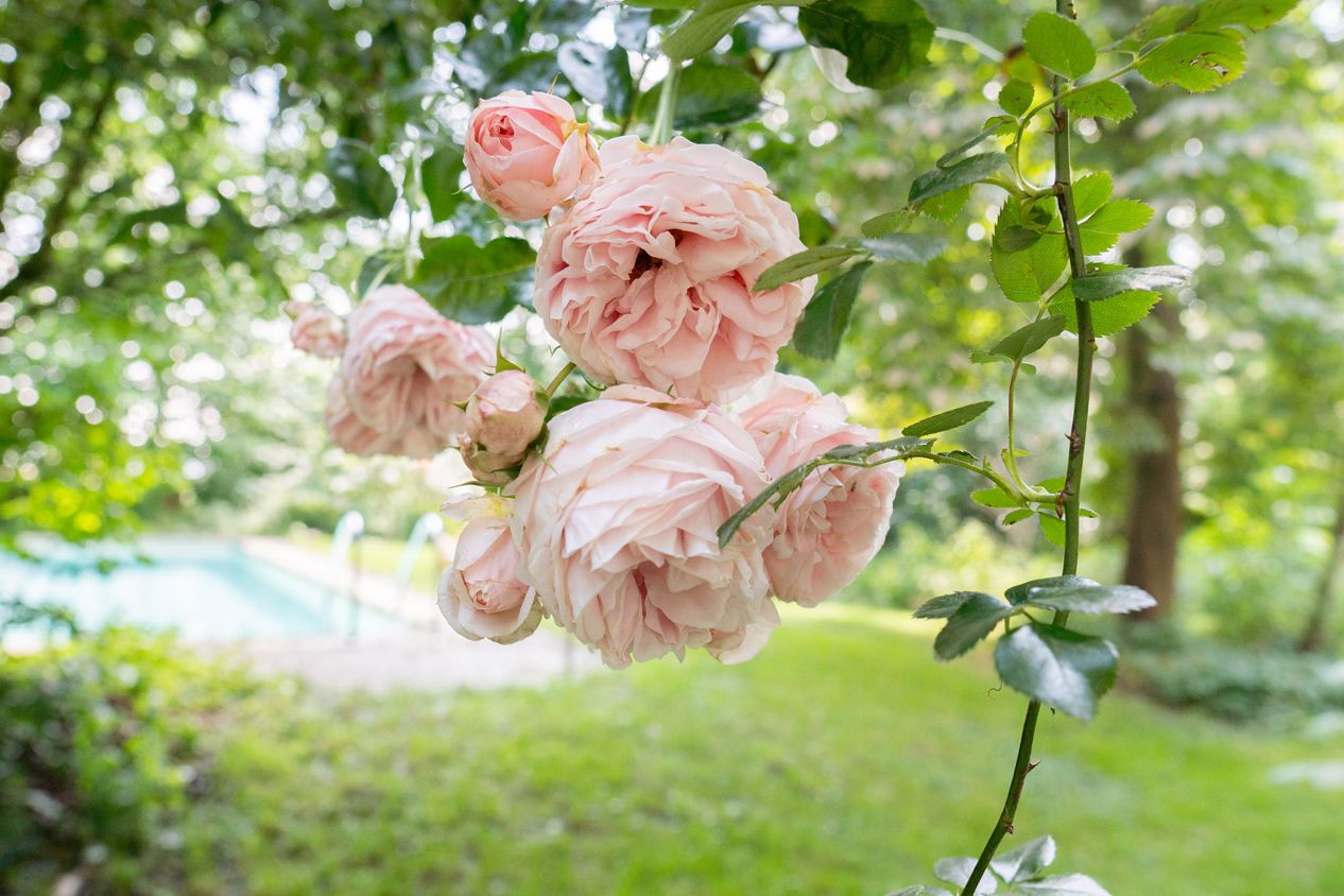 blühende Rosen im Vordergrund, im Hintergrund rechteckiger Pool mit Wiese