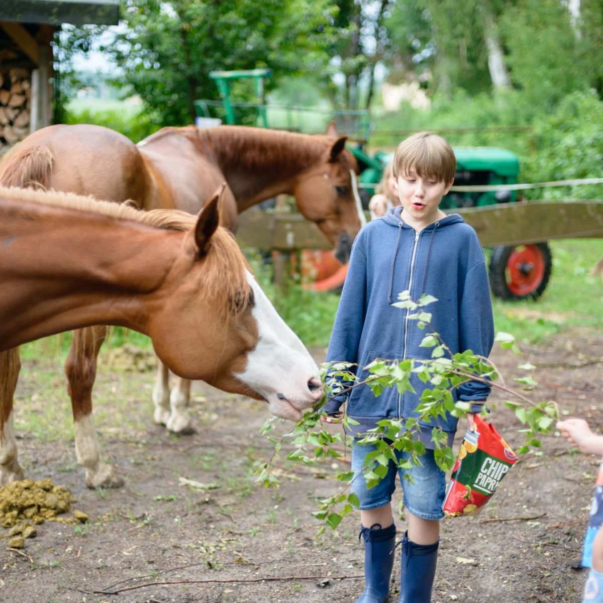 Zwei Jungen füttern zwei fuchsfarbene Pferde auf einem eingezäunten Gelände