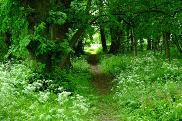 Schmaler zugewachsener Waldweg inmitten von Grünpflanzen